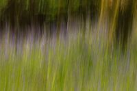 Bluebells in the forest icm