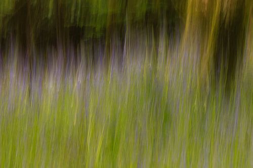 Bluebells in het bos icm