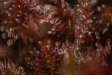 Zonnedauw | Oud Roze | Pareltjes | Natuurfoto van Nanda Bussers