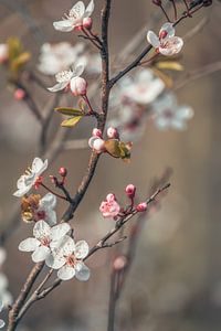 Frühlingsblüte in weichem Licht