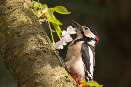 Specht in de lente