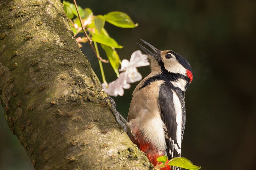 Pic au printemps par Tobias Luxberg