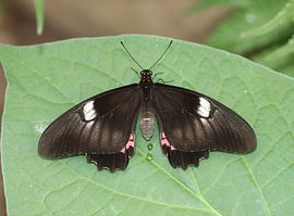 Transandean Rinderherz