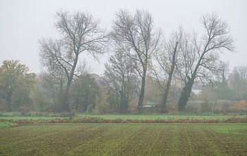 Kale bomen in het mistige weiland van Werner Lerooy