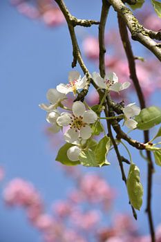 Bloesem van de perenboom, lente, bloemen