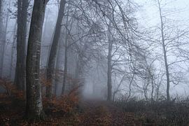 Dichter Nebel im Buchenwald bei Stockach - Landkreis Konstanz von BlattArt - Christine Horn