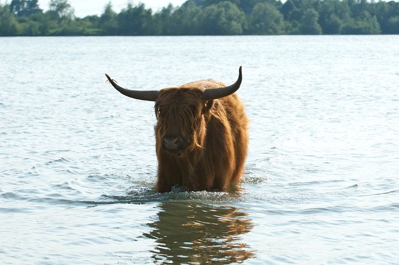 Schotse hooglander by Elise Daanen