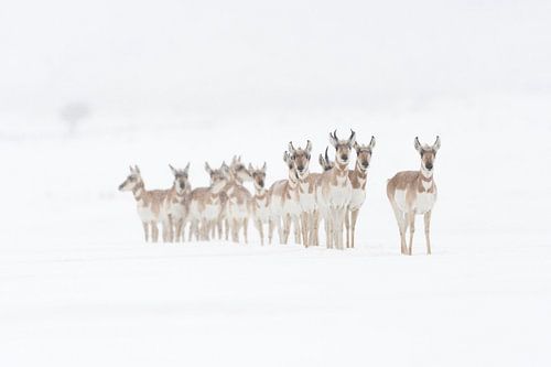 Gabelböcke / Gabelantilopen ( Antilocapra americana ), kleine Herde im Schnee, im Winter, steht aufg