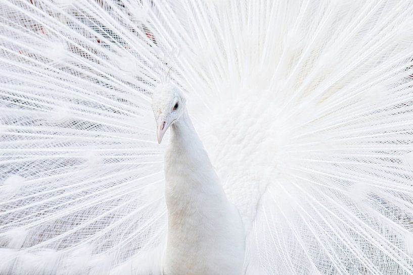 Shades of white by Wouter Vroom