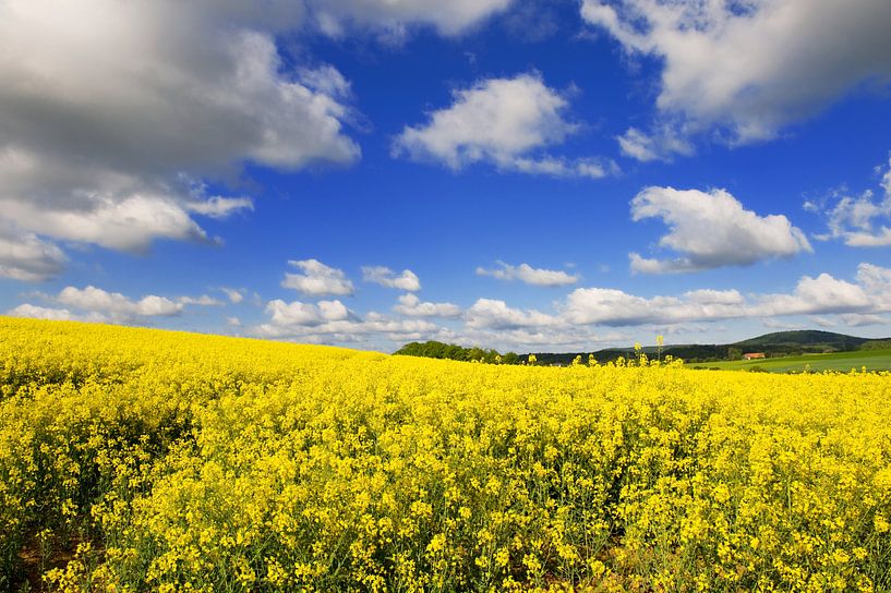 Landscape with yellow cole seed and clouds by Ivonne Wierink