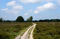 A sandy path across the Ermelosche Heide by Gerard de Zwaan thumbnail