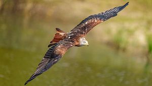 Cerf-volant rouge volant.