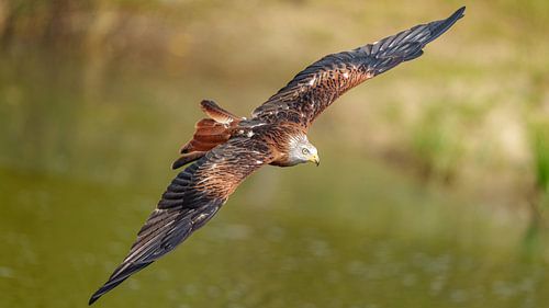 Vliegende rode wouw.