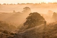Sunrise on foggy Posbank, Veluwezoom.