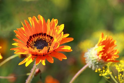 Oranje gazania bloemen