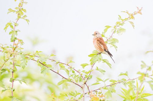 Kneu in het groen