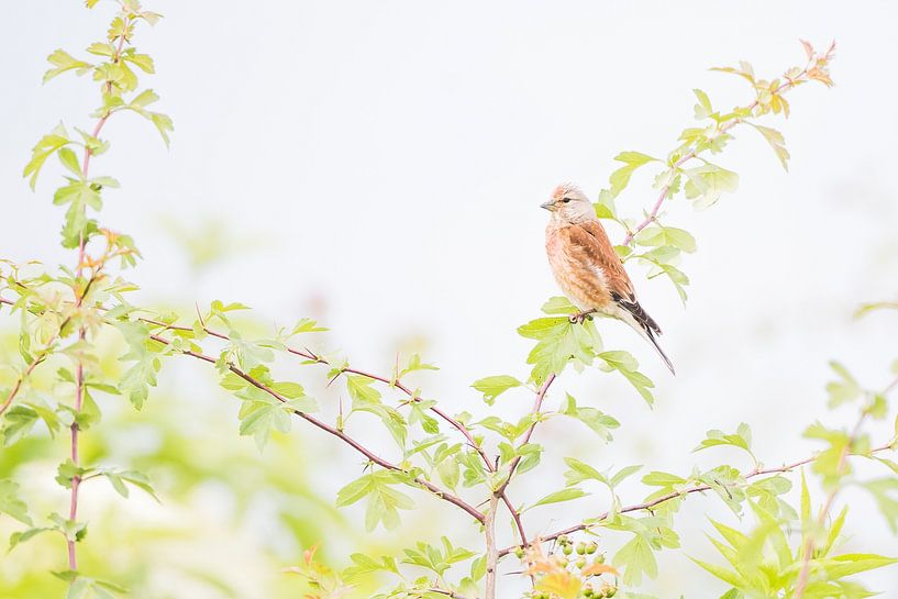 Hänfling in Grün von Danny Slijfer Natuurfotografie