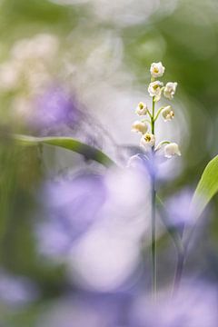 Lily of the valley with hyacinths in the foreground