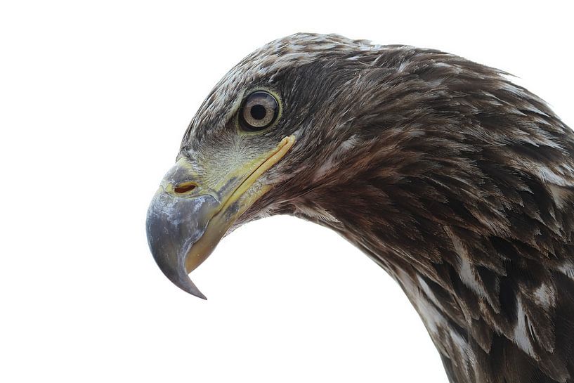 American Eagle by rene marcel originals
