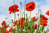 klaprozen met op de achtergrond een mooie Hollandse lucht.