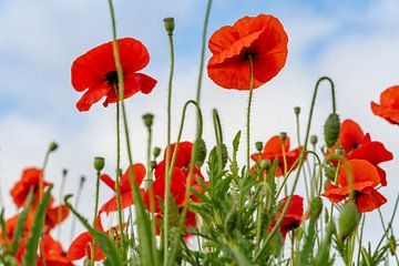 Mohnblumen mit einem schönen niederländischen Himmel im Hintergrund. von Lieke van Grinsven van Aarle