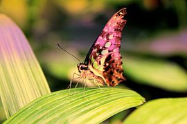 Colorful Butterfly by Carin Klabbers
