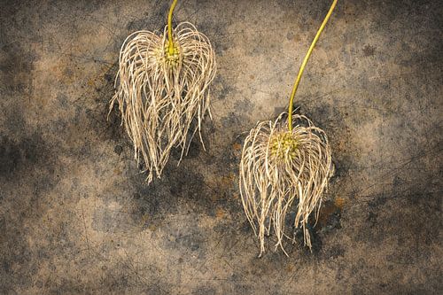 Abstract flower photo 9