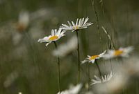 Margriet