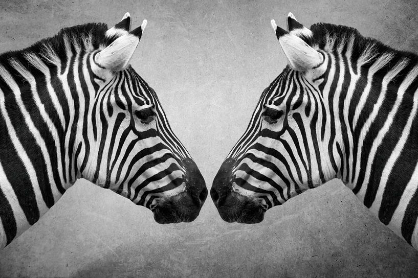 Portret Zebra in zwart-wit van Marjolein van Middelkoop