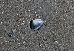 Un coquillage sur la plage