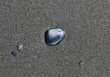 A shell on the beach