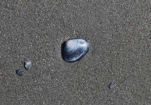 Een schelp op het strand