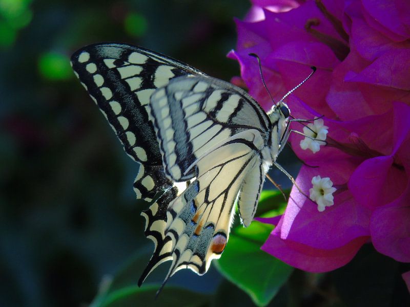 Papillon par Anita van Gendt