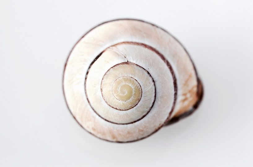 snail shell by Thomas Jäger