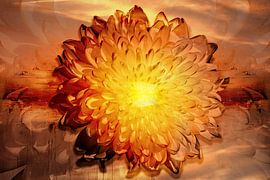 Der Sonnenuntergang einer Chrysantheme von Helga Blanke