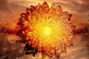 Der Sonnenuntergang einer Chrysantheme