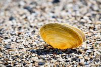 Shell on the Oosterschelde