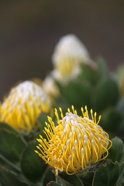 Speldenkussen (Leucospermum conocarpodendron) van Dirk Rüter