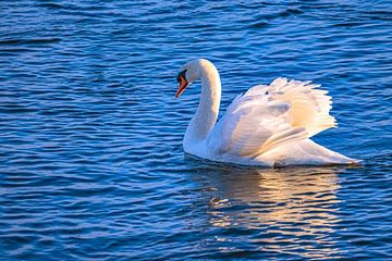 Majesty on the Danube by Photoart-Naegele