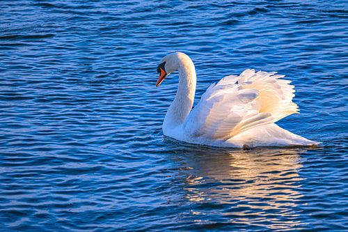 Majesteit aan de Donau
