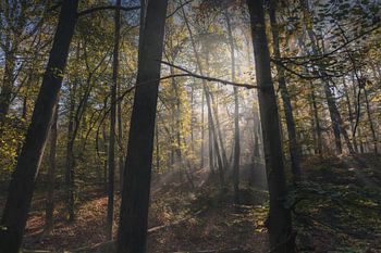 Beams of light in the autumn forest