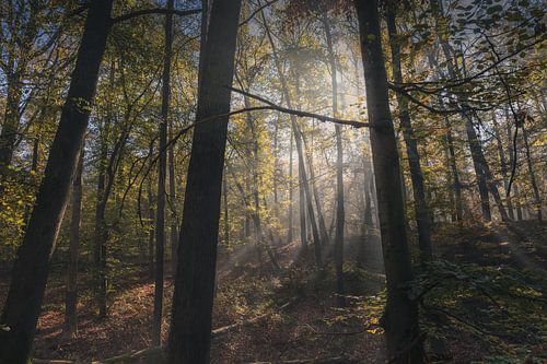 Rayons de soleil dans la forêt en automne