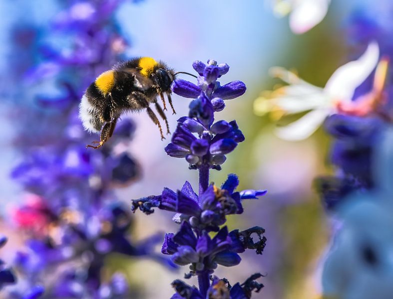 Macro d'un bourdon volant sur une fleur de sauge par ManfredFotos