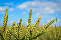 growing wheatgrass in the landscape of friesland