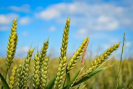 Anbau von Weizengras in der friesischen Landschaft von Double u photography