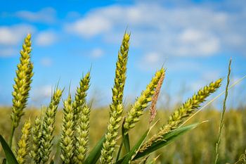 growing wheatgrass in the landscape of friesland