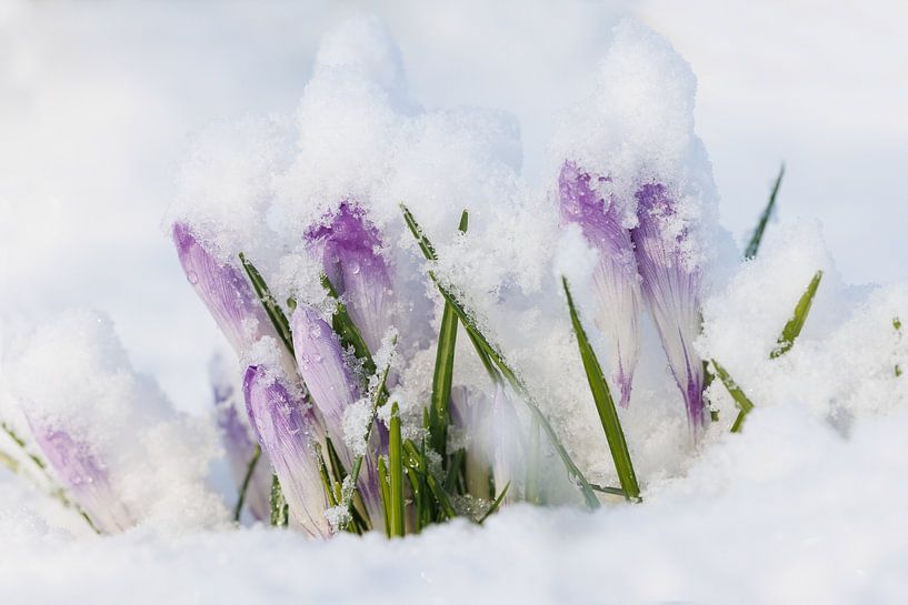 Crocuses &#039;winter cover&#039; by Dagmar Hijmans