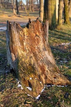 Alterndes Holz und Abendlicht 1 von Heidemuellerin