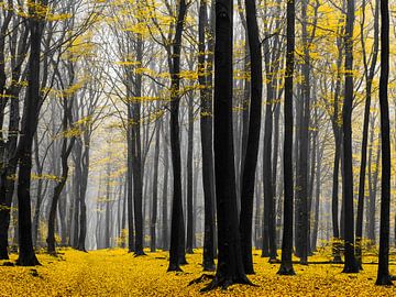 Goldener Wald von Tvurk Photography