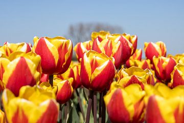 tulips by Barry van Strien